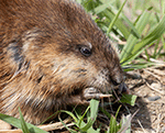 Muskrat 6 - Ondatra zibethicus