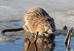 Muskrat 7 - Ondatra zibethicus