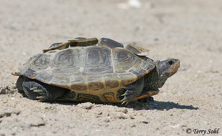 Diamondback Terrapin - Malaclemys terrapin