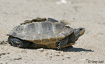 Diamondback Terrapin - Malaclemys terrapin