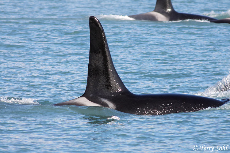 Orca (Killer Whale) - Orcinus orca