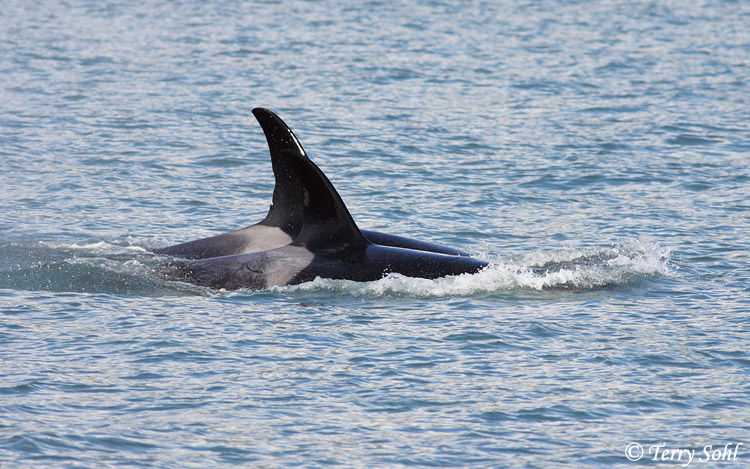 Orca (Killer Whale) - Orcinus orca