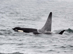 Orca (Killer Whale) - Orcinus orca
