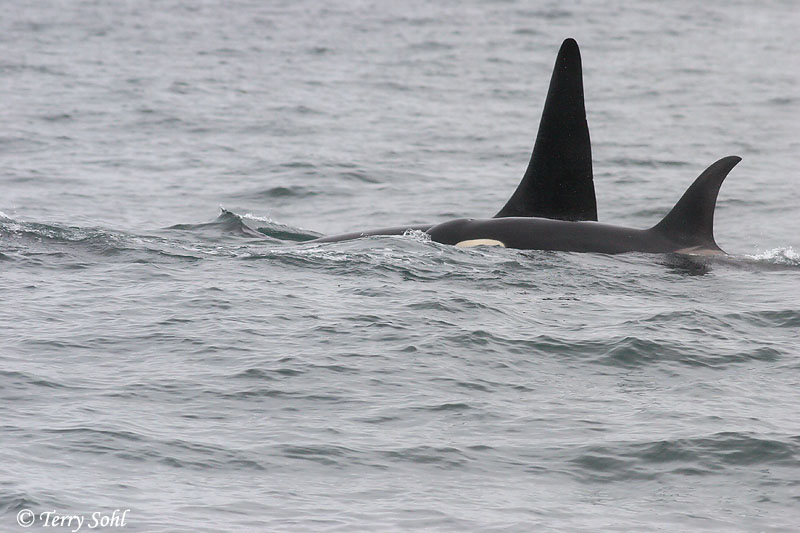 Orca (Killer Whale) - Orcinus orca