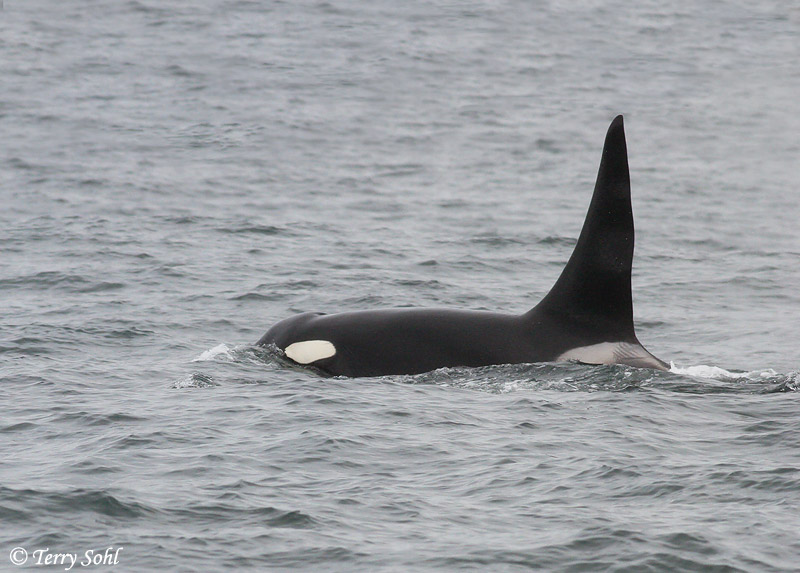 Orca (Killer Whale) - Orcinus orca