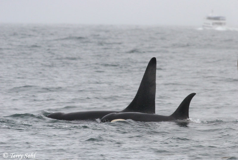 Orca (Killer Whale) - Orcinus orca