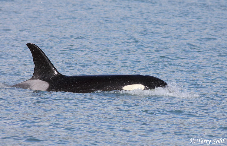 Orca (Killer Whale) - Orcinus orca