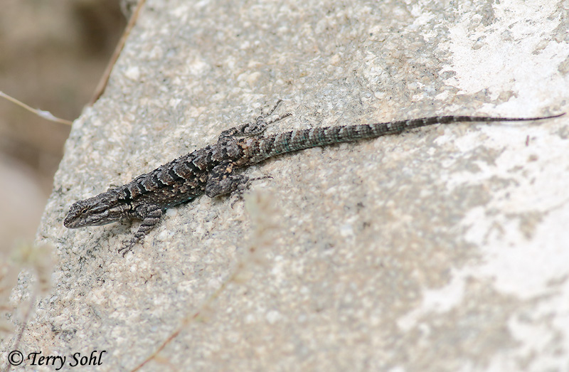 Ornate Tree Lizard - Urosaurus ornatus