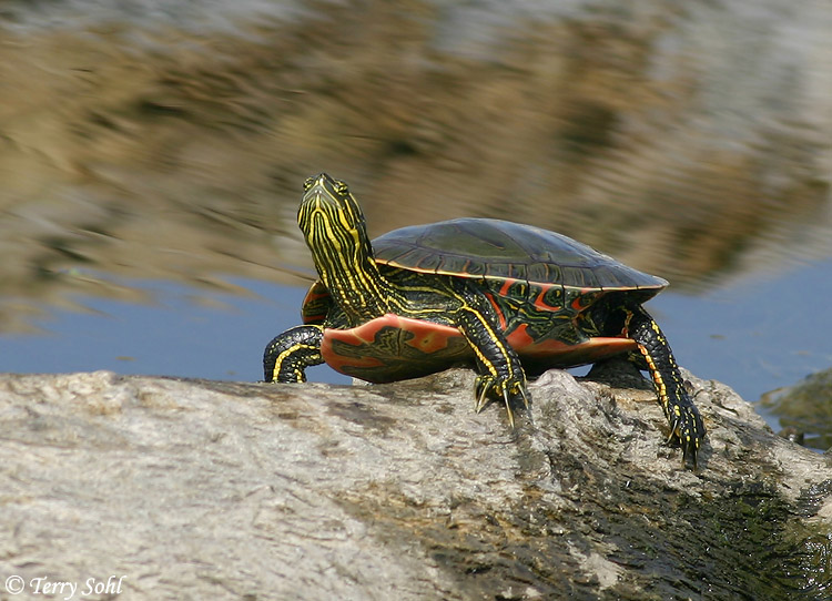 Painted Turtle - Chrysemys picta