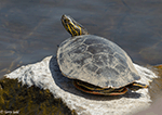 Painted Turtle 11 - Chrysemys picta