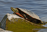 Painted Turtle 12 - Chrysemys picta