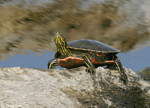Painted Turtle 1 - Chrysemys picta