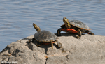 Painted Turtle 3 - Chrysemys picta