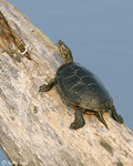 Painted Turtle 4 - Chrysemys picta