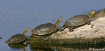 Painted Turtle 5 - Chrysemys picta