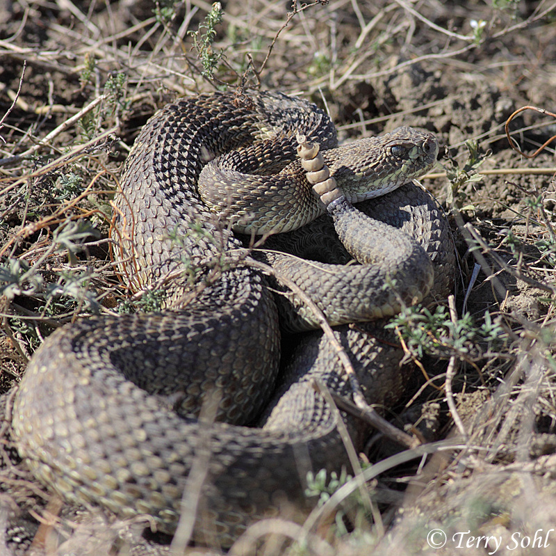 Prairie Rattelsnake - Crotalus viridis