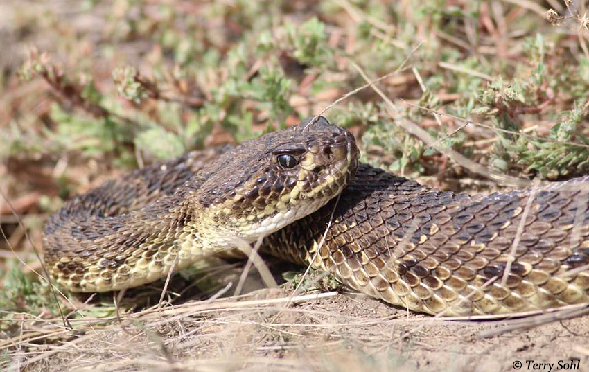 Prairie Rattlesnake - Crotalus viridis