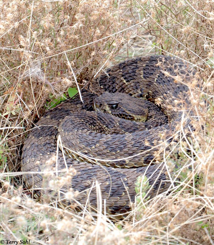 Prairie Rattlesnake - Crotalus viridis 