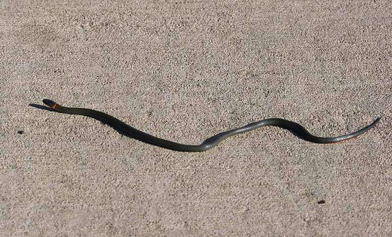 Prairie Ringneck Snake - Diadophis punctactus arnyi