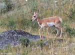 Pronghorn 10 - Antilocapra americana