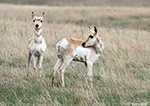 Pronghorn 15 - Antilocapra americana