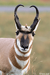 Pronghorn 19 - Antilocapra americana