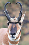 Pronghorn 3 - Antilocapra americana
