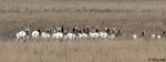 Pronghorn 4 - Antilocapra americana
