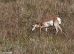 Pronghorn 5 - Antilocapra americana