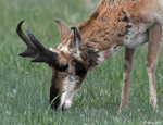 Pronghorn 6 - Antilocapra americana
