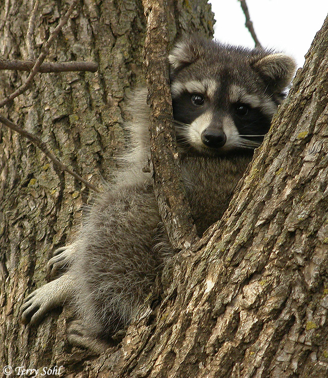 Raccoon - Procyon lotor