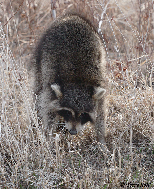 Raccoon - Procyon lotor