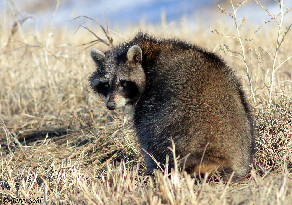 Raccoon - Procyon lotor