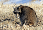 Raccoon - Procyon lotor