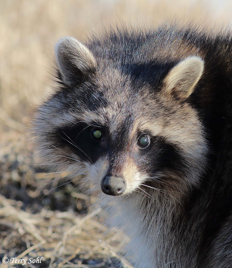 Raccoon - Procyon lotor 
