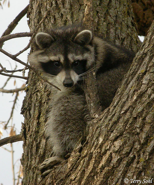Raccoon - Procyon lotor