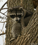 Raccoon - Procyon lotor