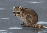 Raccoon - Procyon lotor