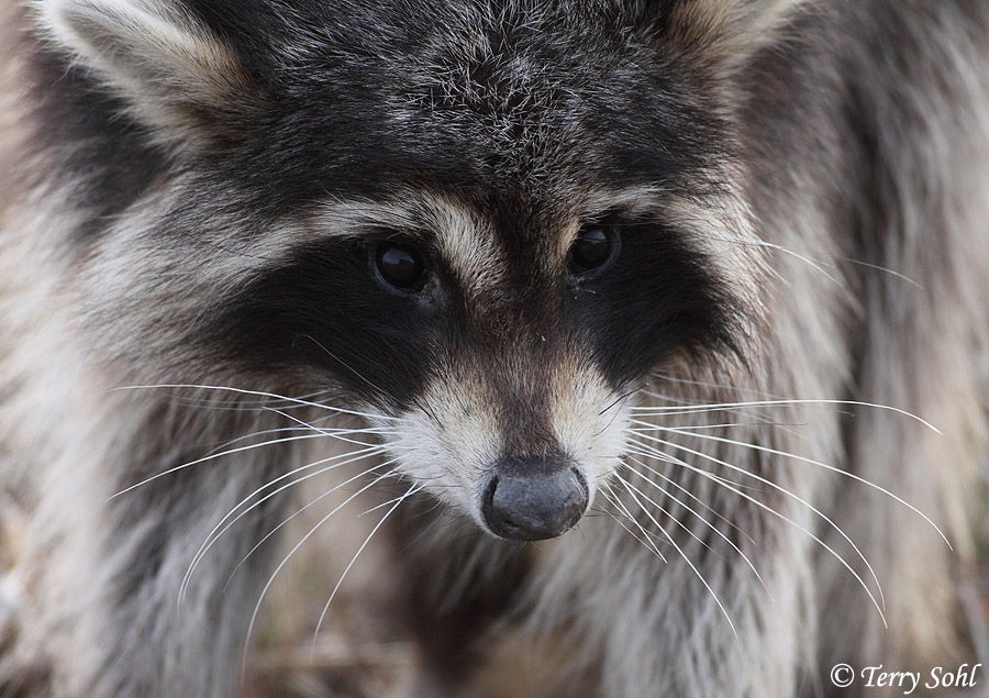 Raccoon - Procyon lotor