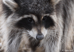 Raccoon - Procyon lotor