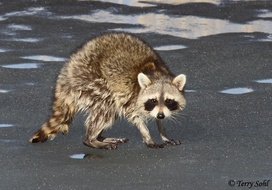 Raccoon - Procyon lotor