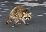 Raccoon - Procyon lotor