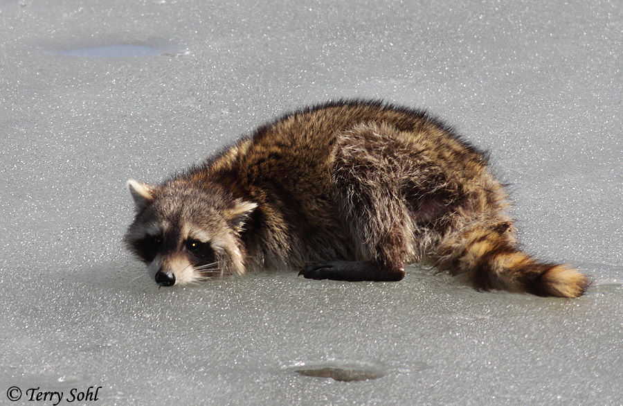 Raccoon - Procyon lotor
