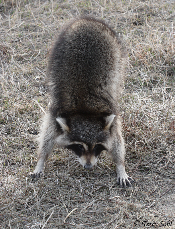 Raccoon - Procyon lotor