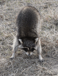 Raccoon - Procyon lotor