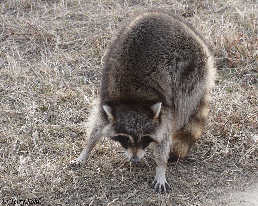 Raccoon - Procyon lotor