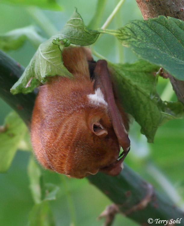 Eastern red bat (Lasiurus borealis)