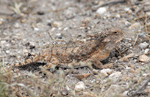Regal Horned Lizard - Phrynosoma solare