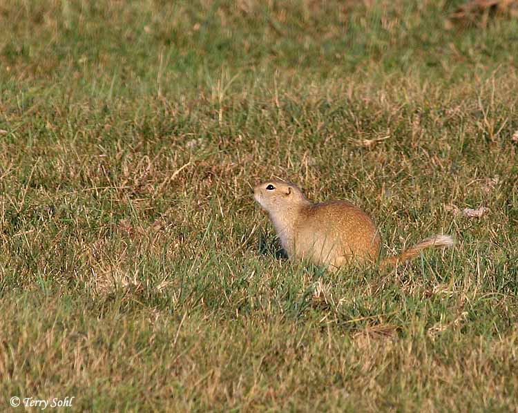 Richardson's Ground Squirrel - Urocitellus richardsonii