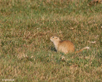 Richardson's Ground Squirrel - Urocitellus richardsonii